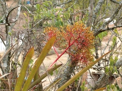 Aechmea leptantha