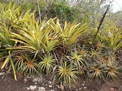 Encholirium spectabile