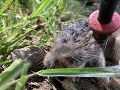 Thomomys umbrinus