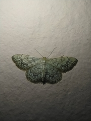 Idaea moniliata