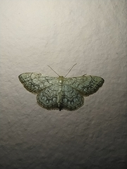 Idaea moniliata