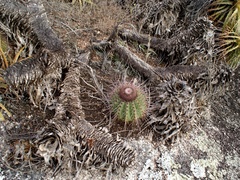 Melocactus ernestii