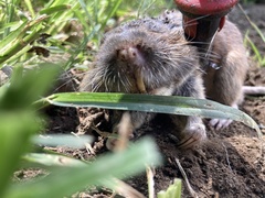 Thomomys umbrinus