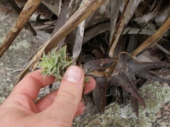 Orthophytum disjunctum
