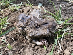 Thomomys umbrinus