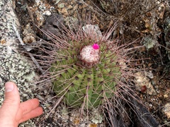 Melocactus ernestii