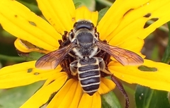 Megachile inimica sayi
