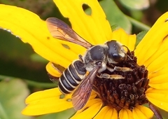 Megachile inimica sayi