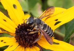 Megachile inimica sayi