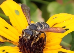 Megachile inimica sayi