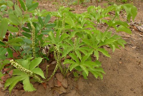 Cussonia arborea image