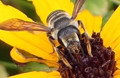 Megachile inimica sayi