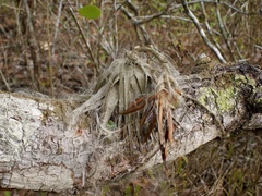 Tillandsia gardneri