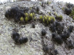 Tillandsia tenuifolia