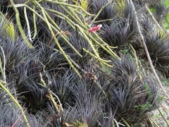 Tillandsia tenuifolia