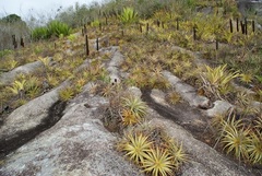 Encholirium spectabile