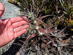 Orthophytum disjunctum