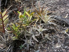 Orthophytum disjunctum