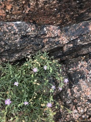 Spergularia rupicola
