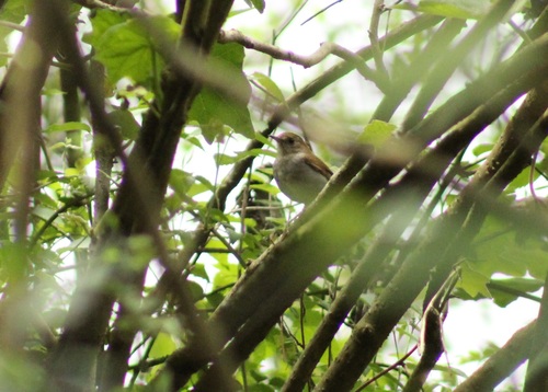 Russet Nightingale-Thrush (Catharus occidentalis), photo 7