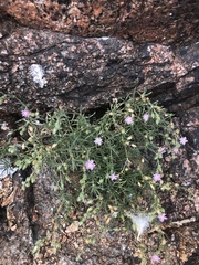 Spergularia rupicola