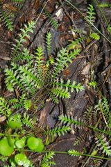 Leptinella pusilla
