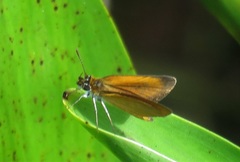 Ancyloxypha numitor image