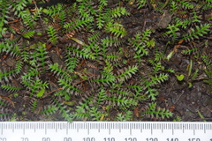 Leptinella pusilla