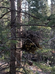 Arceuthobium vaginatum