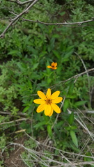 Wedelia acapulcensis