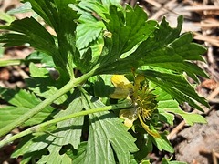 Ranunculus caucasicus