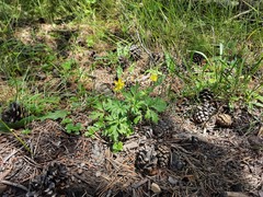 Ranunculus caucasicus
