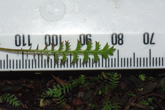 Leptinella pusilla