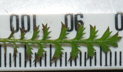 Leptinella pusilla