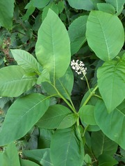 Phytolacca americana