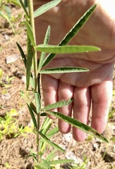 Desmodium sessilifolium