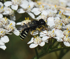 Ectemnius ruficornis
