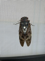 Graptopsaltria nigrofuscata