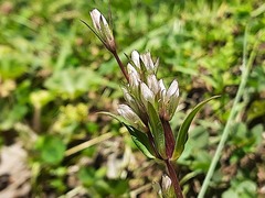 Gentianella umbellata