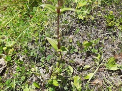 Gentianella umbellata