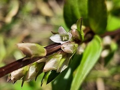 Gentianella umbellata