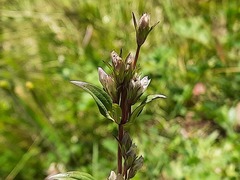 Gentianella umbellata