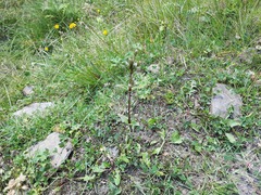 Gentianella umbellata
