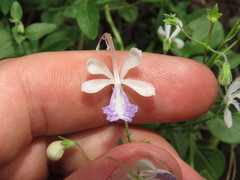 Trichostema arizonicum