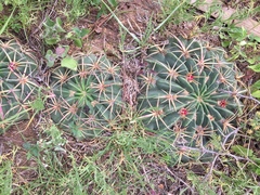 Ferocactus macrodiscus macrodiscus