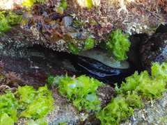 Scutus antipodes
