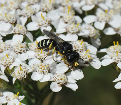 Ectemnius ruficornis