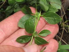 Trichostema arizonicum