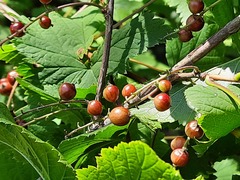 Ribes biebersteinii