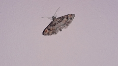 Gymnoscelis rufifasciata